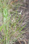 Canby's lobelia